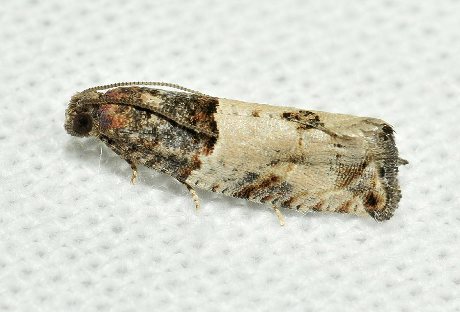 Tortricidae da id.; Gypsonoma aceriana